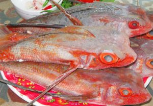 Cá tắc kè Phú Quý